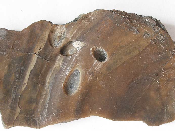 ichnofossile: Cavits de Gastrochaenolites sur valve d'huitre fossile du jurassique Boulonnais